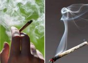 Tak Hisap Ganja Tapi Terpapar dan Positif, Ternyata Ini Penyebabnya