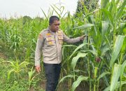 Polres Rokan Hulu Pantau Pertumbuhan Jagung Hibrida untuk Dukung Program Ketahanan Pangan