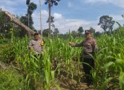 Polsek Rambah Samo Tinjau Tanaman Jagung di Sei Salak, Perkuat Program Ketahanan Pangan Nasional