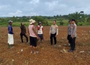 Polres Rokan Hulu Tinjau Lahan Jagung, Matangkan Persiapan Panen Serentak Dukung Swasembada Pangan Nasional