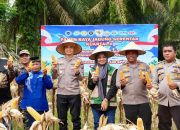 Panen Raya Jagung di Rambah Hilir, Kapolres Rohul Tegaskan Komitmen Polri Dukung Swasembada Pangan Nasional