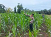 Polsek Rambah Samo Cek Perkembangan Jagung Hibrida di Teluk Aur, Hama Ulat Jadi Kendala Utama