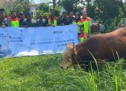 InJourney Airports Bandara SSK II Pekanbaru Salurkan Dua Ekor Sapi Kurban untuk Masyarakat Sekitar