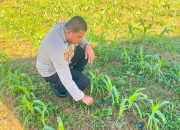Polres Rokan Hulu Cek Kesiapan Panen Jagung di Lahan 6 Hektare untuk Dukung Ketahanan Pangan