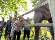 Kapolda Riau Namai Anak Gajah Tesso Nilo “Nona Seroja”, Simbol Harapan Baru Konservasi