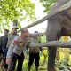 Kapolda Riau Namai Anak Gajah Tesso Nilo “Nona Seroja”, Simbol Harapan Baru Konservasi