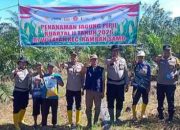 Dukung Program Ketahanan Pangan Nasional, Polsek Rambah Samo Ikut Tanam Jagung Pipil di Lahan 1,5 Hektare