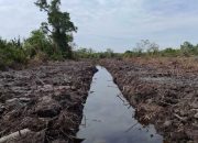 Polda Riau Selidiki Dugaan Perusakan Hingga 100 Hektare Hutan Mangrove di Rokan Hilir, Libatkan Kementerian untuk Verifikasi Lapangan