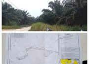 Bupati Siak Bentuk Tim Inventarisasi Lahan PT DSI, LSM Perisai Klaim Temukan Kebun Sawit di Kawasan RPIP3B