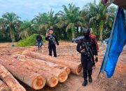 Polda Riau Tangkap Diduga Pemodal Perdagangan Kayu Ilegal, Aliran Dana Bakal Ditelusuri melalui TPPU