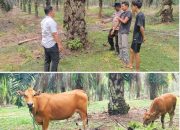 Curi 4 Sapi di Kebun Sawit, Pria di Rambah Hilir Ditangkap