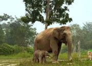 Ganesha Lahir di Tesso Nilo, Anak Keenam Lisa, Harapan Baru Konservasi Gajah Sumatera